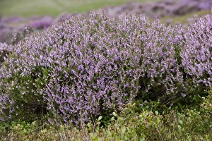 Common Heather (Calluna vulgaris) flowering, on grouse moor, Lancashire, England, august