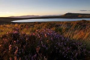 Common Heather (Calluna vulgaris) flowering, growing in moorland habitat near mountain lake at sunset, Glaslyn