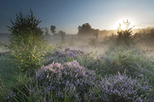 Common Heather (Calluna vulgaris) flowering, growing on misty lowland heathland habitat at sunrise