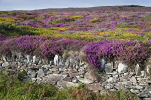 Landscape Prints: Common Heather (Calluna vulgaris) flowering mass