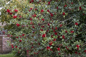 Hollies Prints: Common Holly berries -autumn