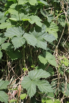 Wild Prints: Common Hop (Humulus lupulus) close-up of leaves