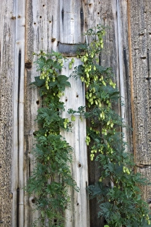 Hops Prints: Common Hop (Humulus lupulus) growing against wooden barn, Sweden