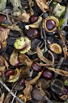 Nuts Prints: common horse chestnut conkers, the autumn fruiting nut of this common tree