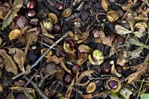 common horse chestnut conkers, the autumn fruiting nut of this common tree