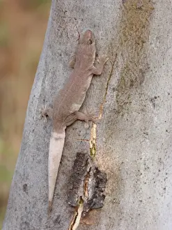 Aliens Prints: Common House Gecko (Hemidactylus frenatus) introduced species