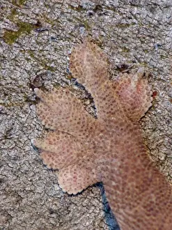 Common House Gecko (Hemidactylus frenatus) introduced species, adult, close-up of front foot, Western Australia