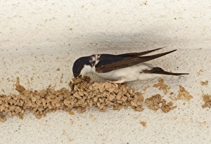 Walls Prints: Common House Martin (Delichon urbica) adult