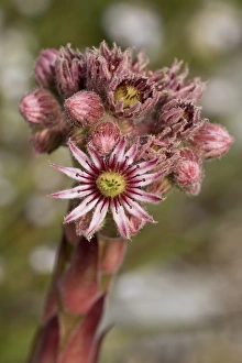 Vercors Prints: Common Houseleek (Sempervivum tectorum) flowering, Vercors, French Alps, France, August