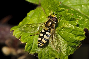 Flies Prints: Common Hoverfly (Eupeodes corollae) adult