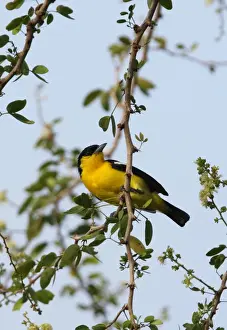 Common Iora (Aegithina tiphia multicolor) adult male, perched on twig, Sri Lanka, december