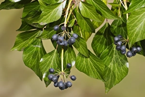 Ivies Prints: Common Ivy (Hedera helix) close-up of berries and leaves, Aylsham, Norfolk, England, March