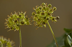 Ivies Prints: Common Ivy (Hedera helix) close-up of flowers, England, october