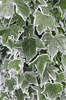 Frosted Prints: Common Ivy (Hedera helix) close-up of hoar frost covered leaves