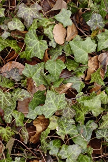 Common Ivy (Hedera helix) leaves, growing amongst Common Beech (Fagus sylvatica) leaf litter on woodland floor