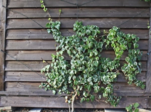 Wire Prints: Common Ivy (Hedera helix) variegated leaves