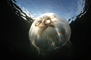 Common Jellyfish (Aurelia aurita) adult, swimming near surface in sea loch, Loch Carron, Ross and Cromarty, Highlands