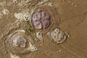 Gower Prints: Common Jellyfish (Aurelia aurita) three adults