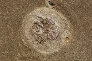 Remains Prints: Common Jellyfish (Aurelia aurita) imprint on sandy beach