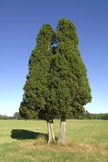 North Prints: Common Juniper (Juniperus communis) habit, two mature trees in field, Sweden