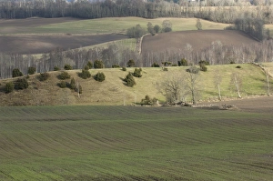 Common Juniper (Juniperus communis) habit, growing on ridge in arable farmland, Vastergotland, Sweden, spring
