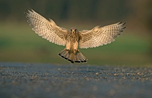 Raised Prints: Common Kestrel (Falco tinnunculus) adult female