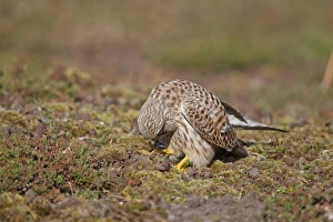 Falcon Prints: Common Kestrel (Falco tinnunculus) adult female