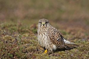 Common Kestrel (Falco tinnunculus) adult female, standing on ground, Minsmere RSPB Reserve, Suffolk, England, october