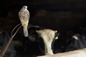 Common Kestrel (Falco tinnunculus) adult female, perched on pitchfork in old cattle barn, Sheffield, South Yorkshire, England, october (captive)