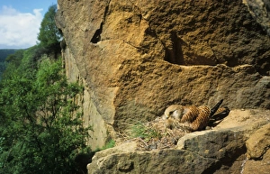 Common Kestrel (Falco tinnunculus) adult female, sitting on nest in cliff habitat, Yorkshire, England