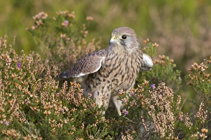Common Kestrel (Falco tinnunculus) adult female, with wings unfolded, standing amongst heather, Berwickshire, Scottish Borders, Scotland, october (captive)