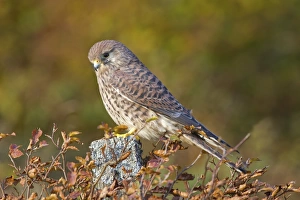Common Kestrel (Falco tinnunculus) adult female, perched on fencepost amongst Common Beech (Fagus sylvatica) leaves in autumn colour, Berwickshire, Scottish Borders, Scotland, october (captive)