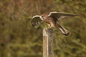 Common Kestrel (Falco tinnunculus) adult female, perched on fencepost with open raised wings, Berwickshire, Scottish Borders, Scotland, october (captive)
