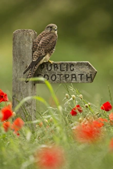 Common Kestrel (Falco tinnunculus) adult female, perched on public footpath sign amongst flowering poppies in field, South Yorkshire, England, june, (captive)