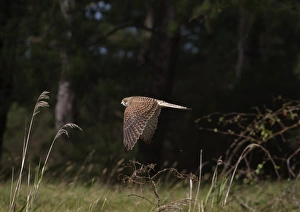 Common Kestrel (Falco tinnunculus) adult female, in flight, Norfolk, England, october