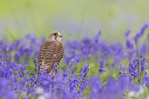Common Kestrel (Falco tinnunculus) adult female, perched on log amongst Bluebell (Hyacinthoides non-scripta) flowers