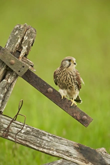 Common Kestrel (Falco tinnunculus) adult female, perched on old gate, Yorkshire, England, May