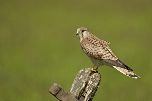 Common Kestrel (Falco tinnunculus) adult female, perched on old gate, Yorkshire, England, May