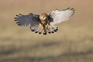 Common Kestrel (Falco tinnunculus) adult female, in flight, landing in farmland, North Yorkshire, England, December