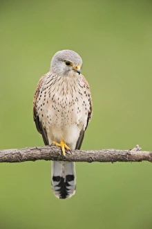 Common Kestrel (Falco tinnunculus) adult male, perched on branch, Hortobagy N. P. Hungary, April