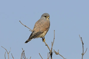 Common Kestrel (Falco tinnunculus) adult male, perched on elder twig, Norfolk, England, March