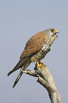 Falcon Prints: Common Kestrel (Falco tinnunculus) adult male