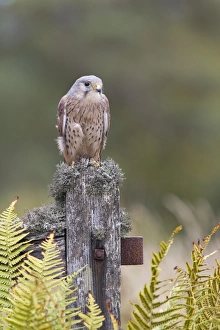 Common Kestrel (Falco tinnunculus) adult male, perched on lichen covered gate, Berwickshire, Scottish Borders