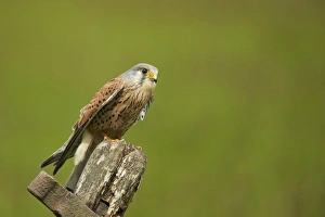 Common Kestrel (Falco tinnunculus) adult male, perched on old gate, Yorkshire, England, May