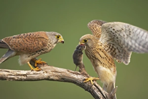 Hungarian Prints: Common Kestrel (Falco tinnunculus) adult pair