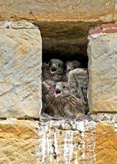 Cavities Prints: Common Kestrel (Falco tinnunculus) three chicks