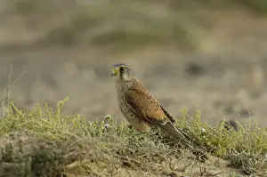 Common Kestrel (Falco tinnunculus dacotiae) adult male, standing on sandy ground, Fuerteventura, Canary Islands, march