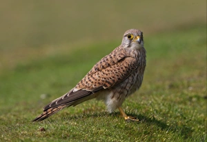 Common Kestrel (Falco tinnunculus) immature male, first summer plumage, standing on short turf, Norfolk, England, april