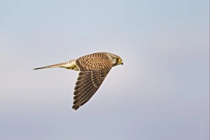 Falcons Prints: Common Kestrel (Falco tinnunculus) juvenile, in flight, Cornwall, England, august