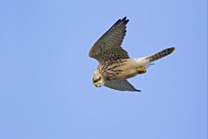 Common Kestrel (Falco tinnunculus) juvenile, in flight, Cornwall, England, august
